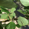 Leilinde 8-12 cm omtrek van de stam + aanplantpakket