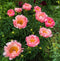 Plant in a Box - Paeonia Peony 'Pink Hawaiian Coral' - Set van 2 - Pioenen - Bloemknollen - Zomerbloeiers - Tuinbloemen - Roze