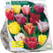 Tulipa Gefranjerd Mix per 20