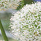 JUB - Allium Mount Everest, 1 bloembol