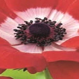 JUB - Anemone Coronaria Hollandia