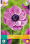 JUB - Anemone coronaria sylphide bol/knol 15 stuks