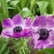 JUB - Anemone coronaria sylphide bol/knol 15 stuks