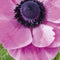 JUB - Anemone coronaria sylphide bol/knol 15 stuks