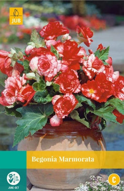 Jub - Begonia marmorata bol/knol 3 stuks