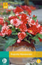 Jub - Begonia marmorata bol/knol 3 stuks