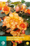 Jub - Begonia tuberhybrida apricot shades bol/knol 2 stuks