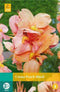 Jub - Canna peach blush bol/knol 1 stuks
