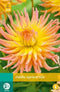 Jub - Dahlia apricot star bol/knol 1 stuks