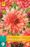 Jub - Dahlia belle of barmera bloembol