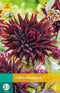 Jub - Dahlia black jack bloembol