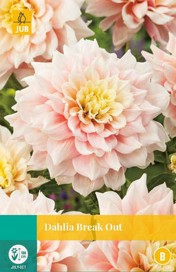 Jub - Dahlia break out bloembol