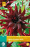 Jub - Dahlia brigitta alida bol/knol 1 stuks