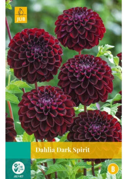 Jub - Dahlia dark spirit bol/knol 1 stuks