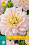 Jub - Dahlia dianas memory bol/knol 1 stuks