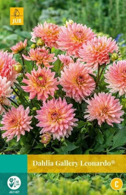 Jub - Dahlia gallery leonardo bol/knol 1 stuks