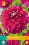Jub - Dahlia maldini bol/knol 1 stuks