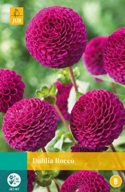 Jub - Dahlia rocco bol/knol 1 stuks