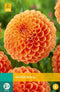 Jub - Dahlia sylvia bol/knol 1 stuks