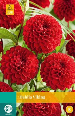 Jub - Dahlia viking bol/knol 1 stuks