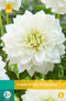 Jub - Dahlia white perfection bol/knol 1 stuks
