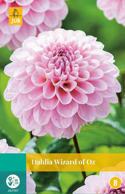 Jub - Dahlia wizard of oz bloembol