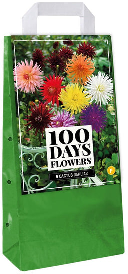 Jub - Draagtas bollen dahlia cactus mix bloembol