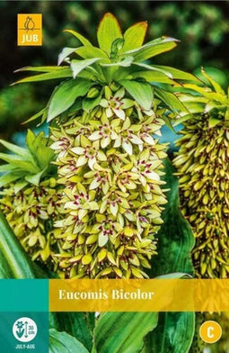 Jub - Eucomis bicolor bol/knol 2 stuks
