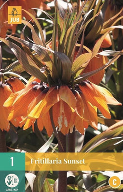 JUB - Fritillaria imp. Sunset