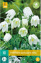 JUB - Fritillaria meleagris alba