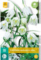 JUB - Fritillaria meleagris alba