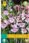 Jub - Gladiolus charming lady bol/knol 10 stuks