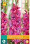 Jub - Gladiolus lummiere bol/knol 7 stuks