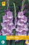 Jub - Gladiolus milka bloembol