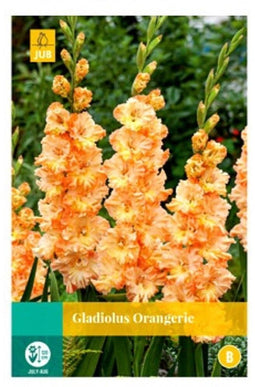 Jub - Gladiolus orangerie bol/knol 7 stuks