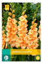 Jub - Gladiolus orangerie bol/knol 7 stuks