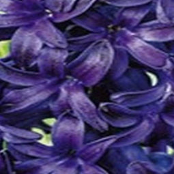 JUB - Hyacinthus Blue Trophy