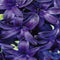 JUB - Hyacinthus Blue Trophy