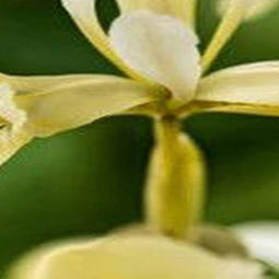 JUB - Iris katharines gold