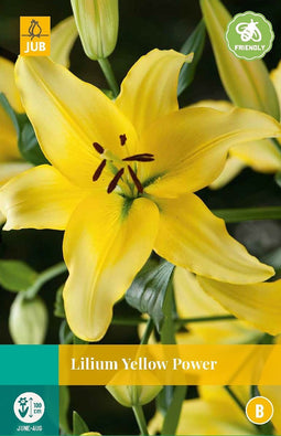 Jub - Lilium yellow power bloembol