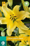 Jub - Lilium yellow power bloembol