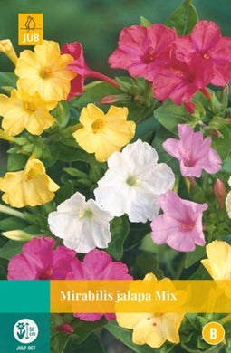 Jub - Mirabilis jalapa mix bol/knol 5 stuks