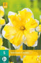 JUB - Narcissus Cassata, 3 bloembollen