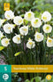 JUB - Narcissus White Petticoat, 3 bloembollen