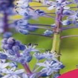 JUB - Scilla litardierei