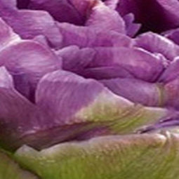 JUB - Tulipa Blue Wow