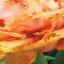 JUB - Tulipa Brisbane