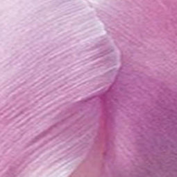 JUB - Tulipa Candy Prince