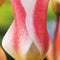 JUB - Tulipa clusiana Stellata
