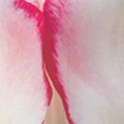 JUB - Tulipa Hugs & kisses